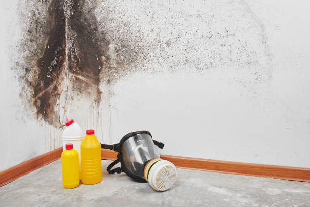 Best Crawl Space Mold Removal  in Wolfe City, TX