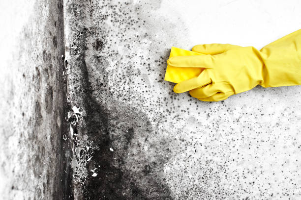 Reliable Wolfe City, TX Mold Removal Solutions