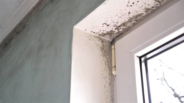 Mold Testing and Removal in Wolfe City, TX