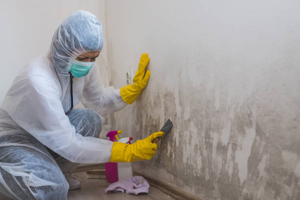 Best Emergency Mold Removal  in Wolfe City, TX