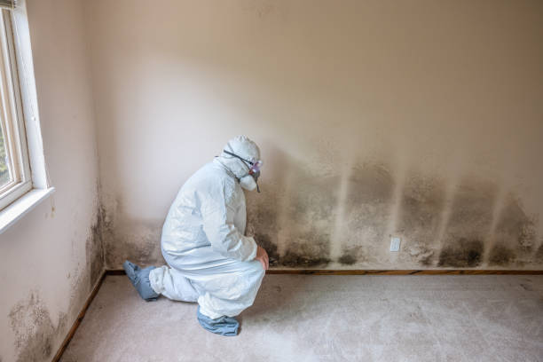 Best Commercial Mold Removal  in Wolfe City, TX