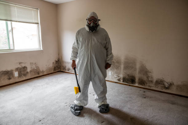 Mold Removal and Inspection in Wolfe City, TX